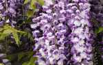 Глициния или глициния — цветущая лоза для сада