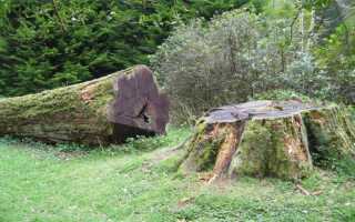 Вырубка деревьев — планируемые изменения