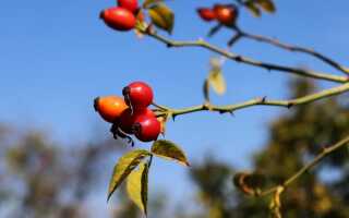 Травы и фрукты для гипертонии. Что поможет снизить давление