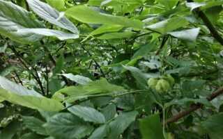 Куст розария или южная дубинка — как ее выращивать и выращивать