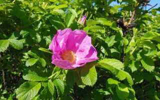 Роза морщинистая (сахарная) — декоративный куст сильно ароматный