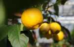 Цитрусовые деревья в домашних условиях. Выращивание лимона в горшке (пленка)