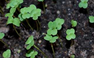 Выращивание растений из рассады — начало в феврале