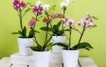 Почему орхидея выбрасывает цветочные бутоны и как это предотвратить