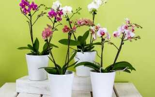 Почему орхидея выбрасывает цветочные бутоны и как это предотвратить