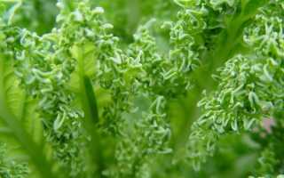 Выращивание капусты: вкусное и полезное растение с небольшими требованиями