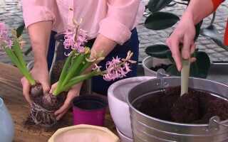 Как сажать растения лука и что делать, когда они переворачиваются (ВИДЕО)