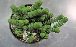 Crassula Hottentot или живые бусы в горшочке. Как вырастить это прекрасное растение?