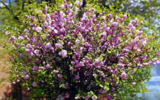 Миндалина в саду: красиво цветущий кустарник с небольшими требованиями