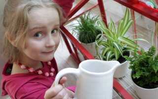 Растения для детской комнаты — что выбрать и чего избегать [ФОТО]