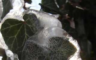 Остерегайтесь весенних морозов — как защитить растения от них