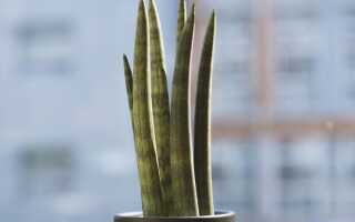 Сансевиерия цилиндрическая — интересное растение в горшке. Как вырастить это