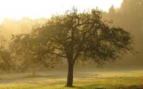 Осеннее опрыскивание фруктовых деревьев — что, когда и чем опрыскивать