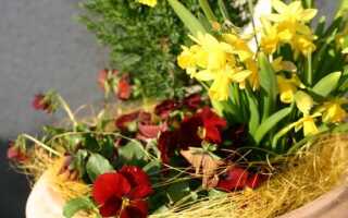 Луковые цветы: маленькая весна дома