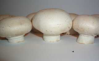 Домашние грибы — как это сделать. Руководство по выращиванию грибов