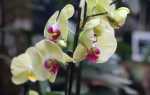 Что делать, когда цветет орхидея. Обрезка побегов и груминг