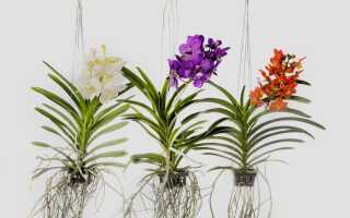 Орхидеи, которые можно выращивать в воздухе. Что выбрать и как ухаживать за ними