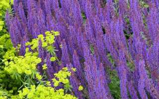 Выращивание соленого шалфея — многолетнее и прекрасно цветущее растение