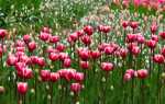 Тюльпаны — весенние цветы для домашнего сада