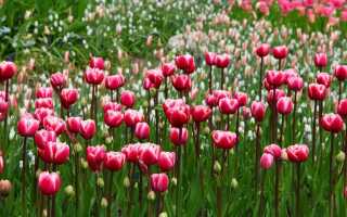 Тюльпаны — весенние цветы для домашнего сада