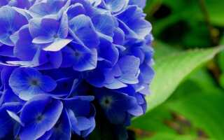 Синие цветы для сада