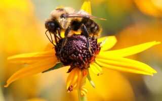 Поляки изобрели искусственную пчелу. Посмотрите, как это опыляет растения (ВИДЕО)
