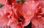 Горшечные азалии: как вырастить этот цветочный горшок