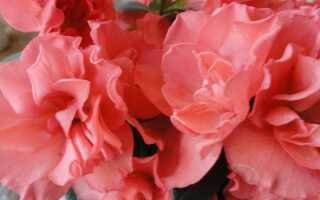 Горшечные азалии: как вырастить этот цветочный горшок