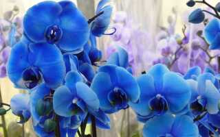 Голубые орхидеи — мимолетное очарование цвета