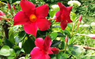 Мандевиль и Сандавиль — цветущие лозы. Как вырастить их (дольше сезона)