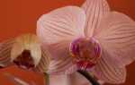 Орхидеи — экзотика на ветке