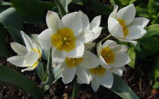 Ботанические тюльпаны: какие растения и как их выращивать в саду