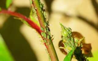 Болезни и вредители растений