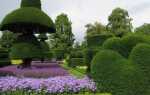 Топиарий: формованные кустарники в саду. Как это делается