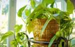 Как выращивать горшечные растения в отопительный сезон
