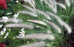 Японская розпленица. Красивая декоративная трава для сада и горшка. Выращивание и зимовка