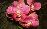 Откройте для себя самые красивые орхидеи — смотрите фотографии
