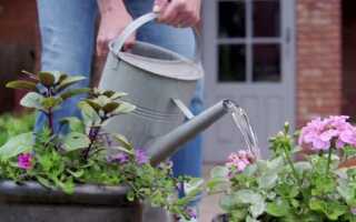 Как поливать и подрезать растения (ВИДЕО)