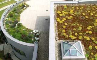 Зеленые крыши — растения —