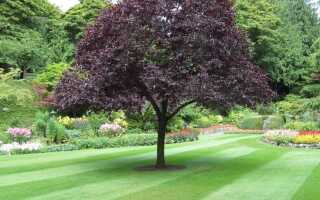 Разрешение на рубку дерева в саду больше не требуется
