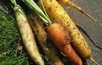 Разноцветная морковь Как вырастить это и какие у него есть приложения