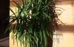 Выращиваем юкку — растение с розетками декоративных листьев