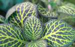 Фитония — растение в горшке с красивыми листьями. Секреты выращивания