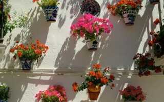 Цветы для балкона, выращенные из семян — посев и уход
