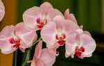 Ошибки при выращивании орхидей — чего следует избегать и о чем заботиться