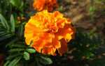 Бархатцы — как вырастить эти долгоцветущие и нетребовательные цветы