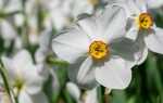 Белый нарцисс — ароматный цветок из сельского сада. Как вырастить это