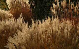 Мискантус в саду. Декоративная цветущая трава осенью. Выращивание и уход —