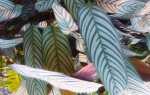 Kalatea — растение в горшке с листьями, как окрашенные