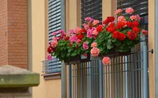 Балкон цветущих цветов